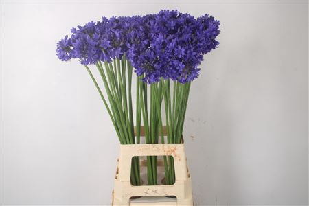 <h4>Agapanthus Sofie Dark Blue</h4>