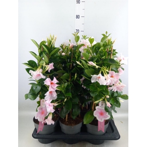 Mandevilla sand. 'SumStar Pink Tou'