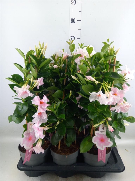 <h4>Mandevilla sand. 'SumStar Pink Tou'</h4>