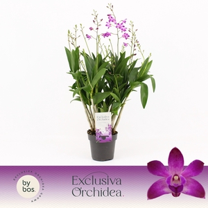 Dendrobium, Berry Oda XXL 9+ spike 'Exclusiva Orchidea'