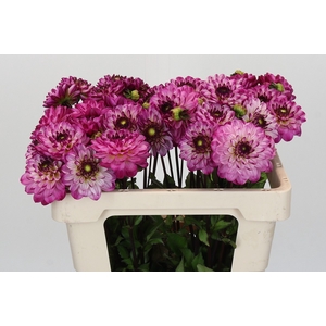 Dahlia Romantica