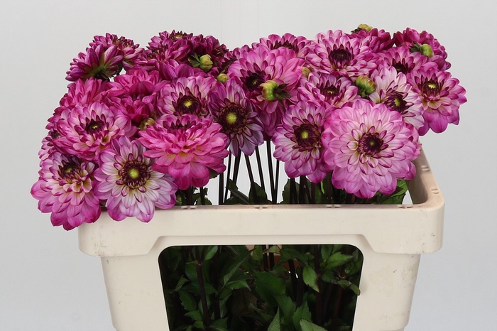 <h4>Dahlia Romantica</h4>