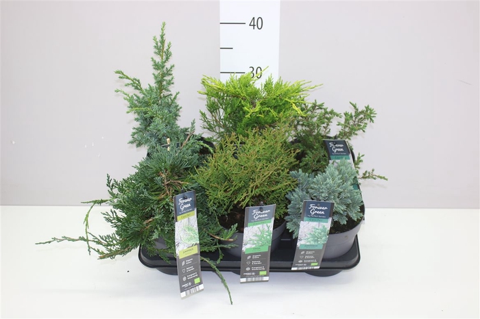 <h4>Coniferen Gemengd</h4>