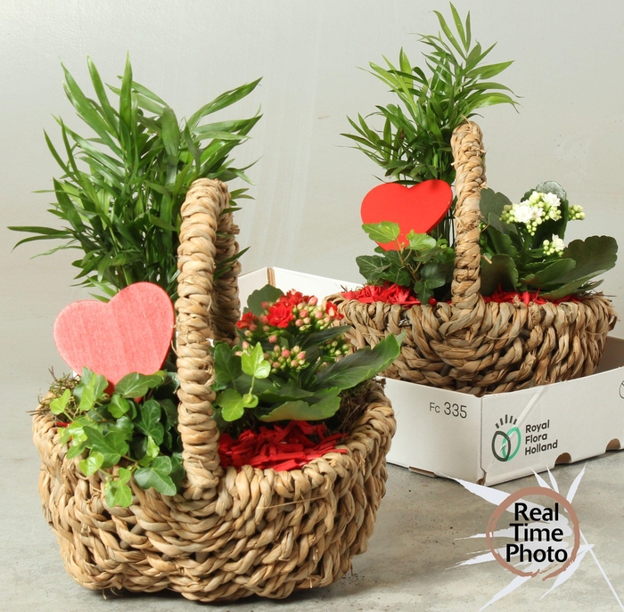 <h4>ARR KAMERPL</h4>