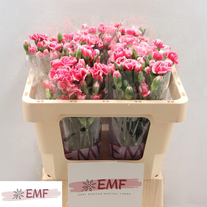 <h4>DI TR COSMOCHERRY</h4>