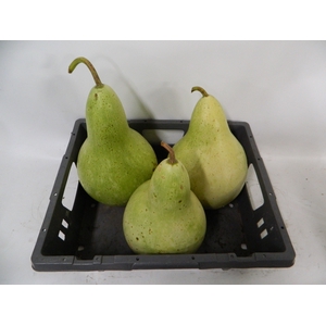 CUCURBITA (KALEBAS)