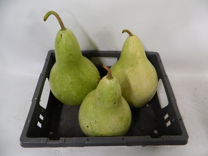 <h4>CUCURBITA (KALEBAS)</h4>