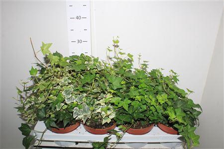 <h4>Hed He Gem 3 Srt</h4>