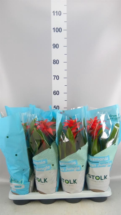 <h4>Guzmania  'Calypso'</h4>