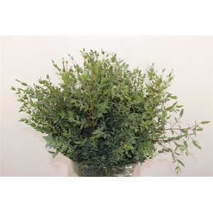 Euca Parvifolia 300gr P Bunch