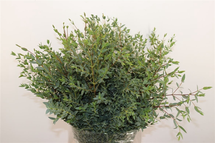 Euca Parvifolia 300gr P Bunch