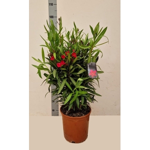 NERI OLEANDER