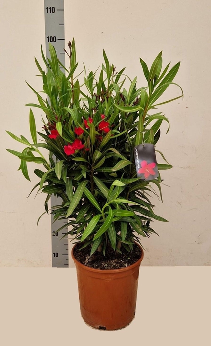 <h4>NERI OLEANDER</h4>