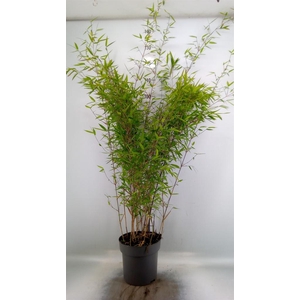 Fargesia nitida 'Black Pearl'