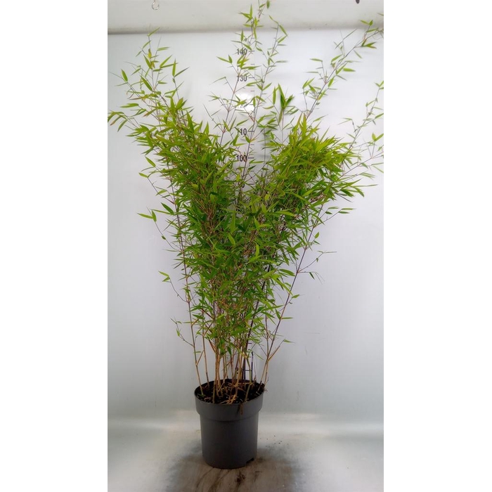 <h4>Fargesia nitida 'Black Pearl'</h4>