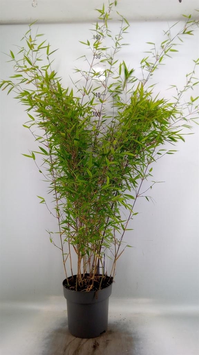 Fargesia nitida 'Black Pearl'
