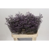 Limonium ov Piuma Sky