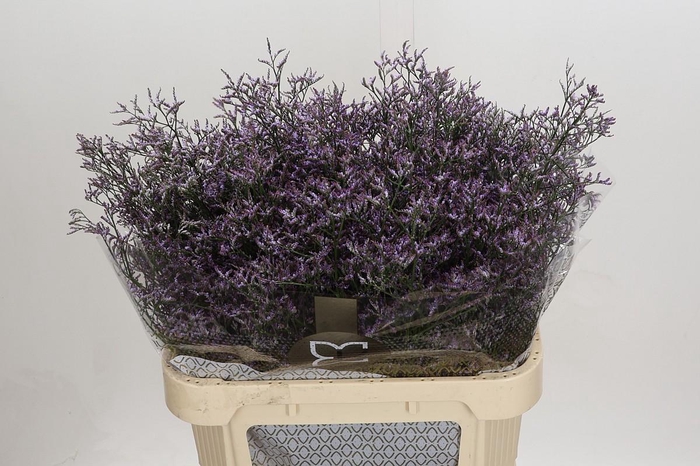 Limonium ov Piuma Sky