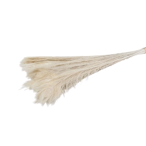 Feather Peacock ( Pauwenveren ) Bleached