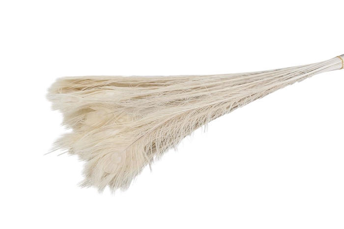 Feather Peacock ( Pauwenveren ) Bleached