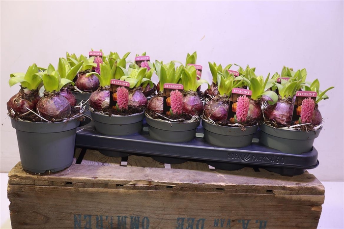 <h4>Hyacin Pink Pearl</h4>