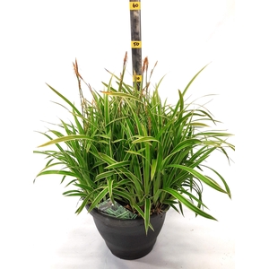 CARE MO VARIEGATA