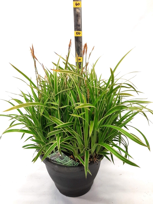 <h4>CARE MO VARIEGATA</h4>