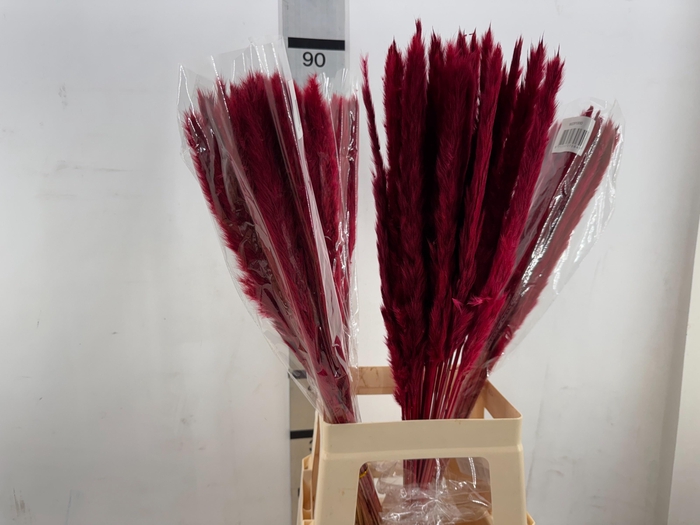 <h4>HUIS EN TUINDECO H%</h4>