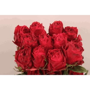 R Gr Cherry Carpe Diem