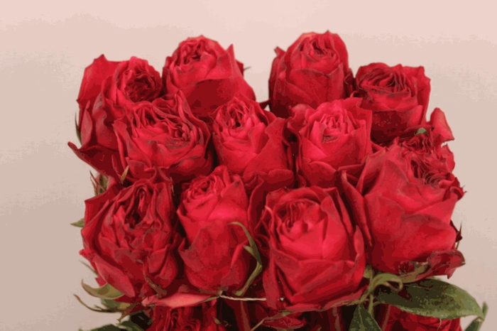 <h4>R Gr Cherry Carpe Diem</h4>
