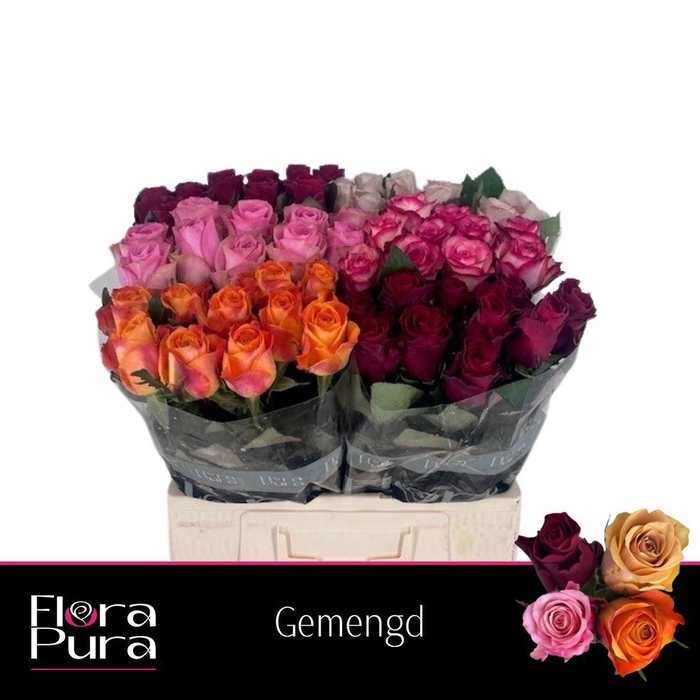 <h4>R GR GEM IN FUST</h4>