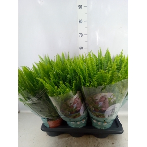 Nephrolepis exal. 'Green Lady'