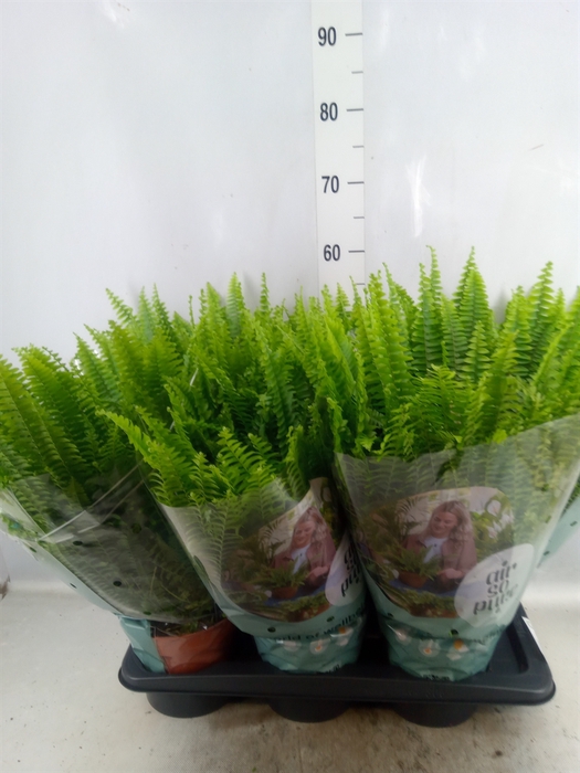 <h4>Nephrolepis exal. 'Green Lady'</h4>