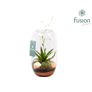 Glazen vaas middel met Tillandsia