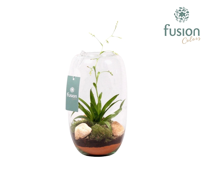 <h4>Glazen vaas middel met Tillandsia</h4>