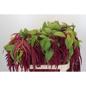 Amaranthus caudatus 'Red Cord'