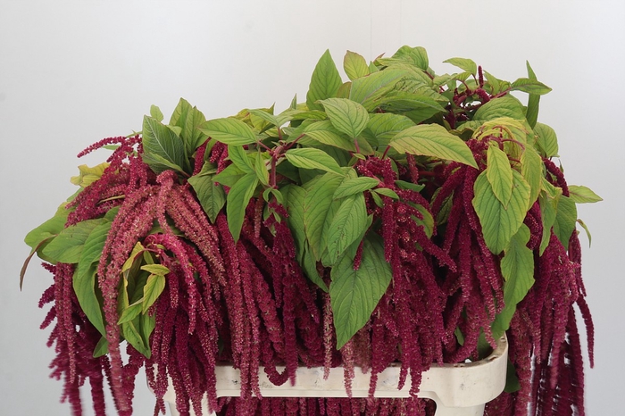 <h4>Amaranthus caudatus 'Red Cord'</h4>