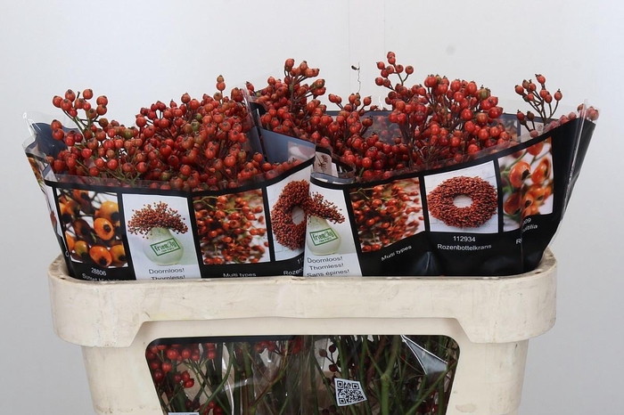 <h4>ROSA AUT ROSEFRUITS</h4>