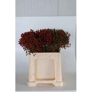 ROSA MAG AUTUM GLORY