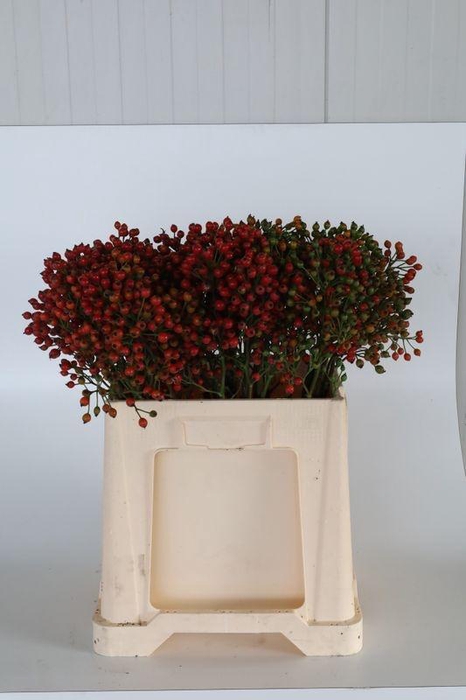 <h4>ROSA MAG AUTUM GLORY</h4>