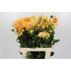 Dahlia Gelber Vulcan