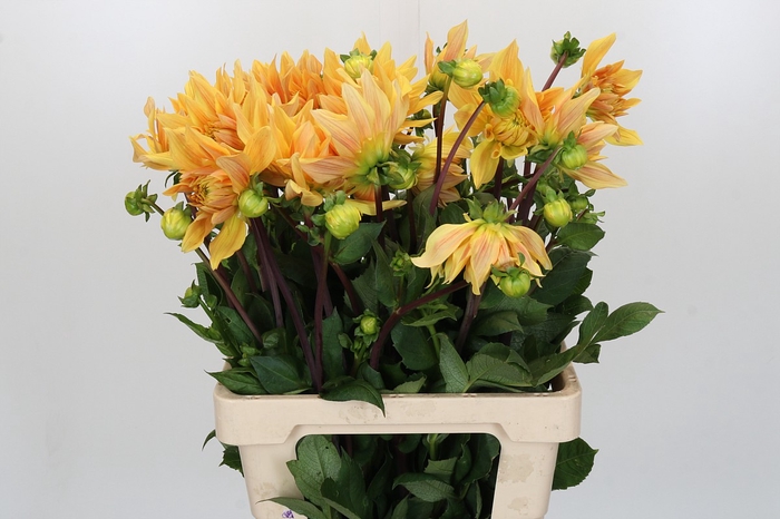 <h4>Dahlia Gelber Vulcan</h4>