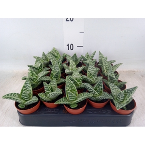 Aloe variegata