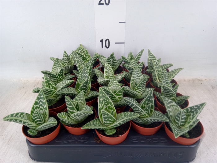 <h4>Aloe variegata</h4>
