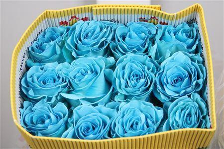 <h4>Rosa GR DYED Piquero</h4>