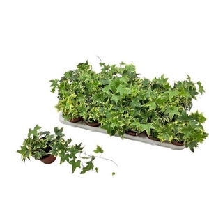 HED HE YELLOW RIPPLE