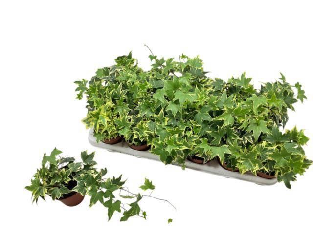 <h4>HED HE YELLOW RIPPLE</h4>