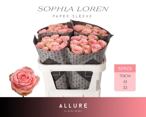 <h4>R GR SOPHIA LOREN ALLURE Allure Specials</h4>