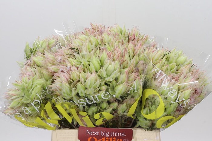 <h4>Blushing Bride 1/3 Flowers</h4>