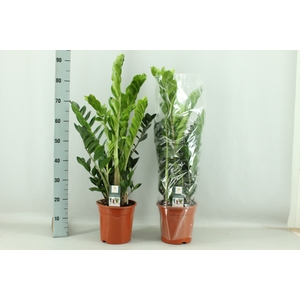 ZAMIO ZAMIIFOLIA